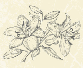 Hand drawn illustration of lilies with buds and leaves isolated on textured background