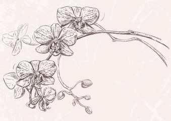 Hand drawn illustration of orchid flowers with buds isolated on textured background