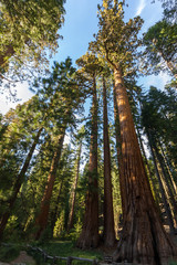 Fototapeta premium Tall sequoia from below in Yosemite, California