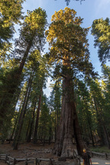 Tall sequoia from below in Yosemite, California