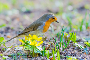 Rotkehlchen (Erithacus rubecula) auf Frühlingswiese