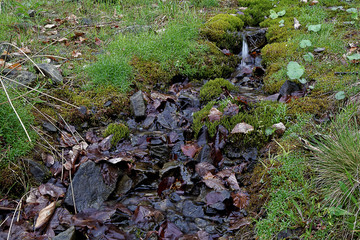 Mountain forest stream among grass and moss