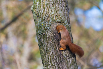 Eichhörnchen mit Nest im Baumstamm - obrazy, fototapety, plakaty