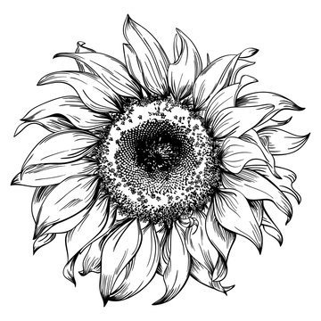 Hand drawn sunflower head isolated on white background