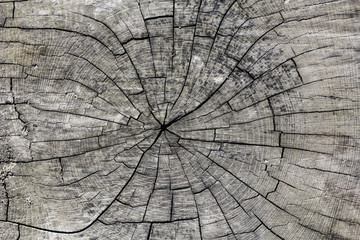 Fototapeta premium wood texture;