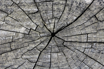 wood texture;