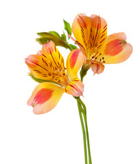  Two flowers of Alstroemeria  isolated on white background.  Focus on near flower