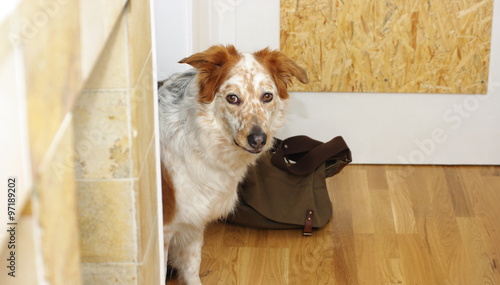 "Hund" Stock photo and royaltyfree images on Pic 97189202
