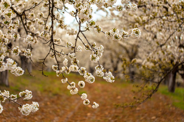 Cherry Blossoms in an Orchard