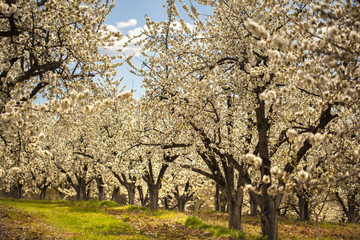 Cherry Trees in the Spring