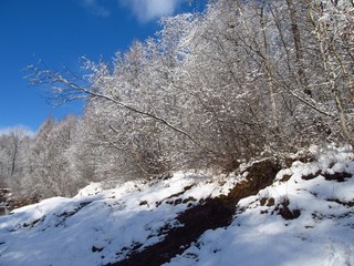 trees on the edge of a wood covered with snow on sunny winter day