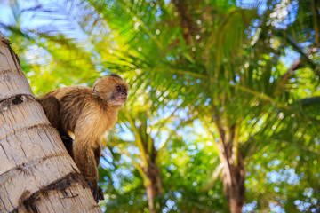 the monkey sits on a tree trunk