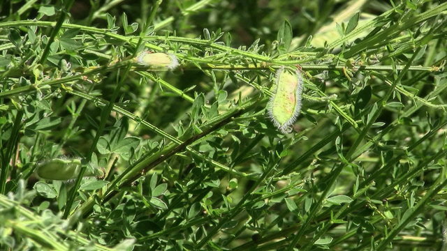 Common broom plant (Cytisus scoparius) in woodland in northern England. No flowers but developing seed pods which will burst late summer. Emblem of the Plantagenet kings from Latin 'planta genista'