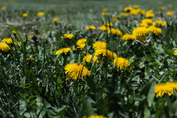 Fototapeta premium spring flowers