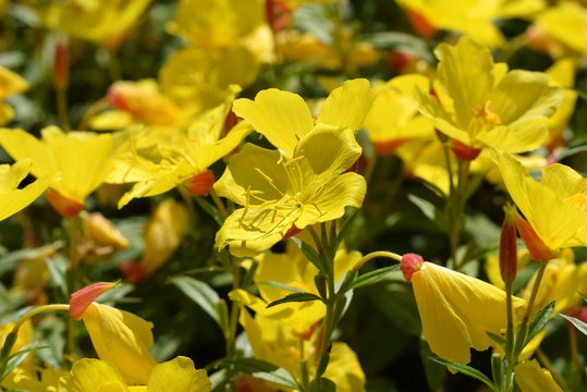 Sundrops - Nachtkerzen