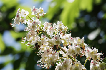 spring flowers; blooming flowers; open flowers; blossoming trees;