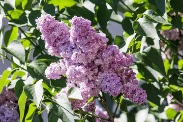 spring flowers; blooming flowers; open flowers; blossoming trees;