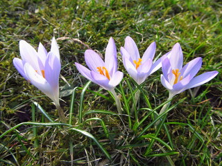 close photo of purple blooms of crocuses