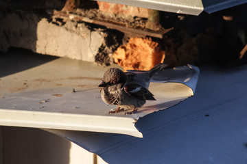 Food; salad; onions; green onion;