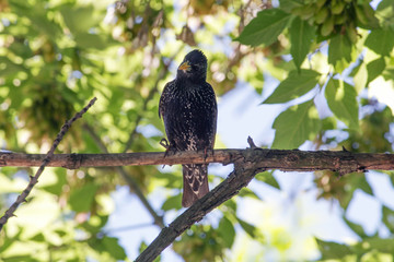 bird