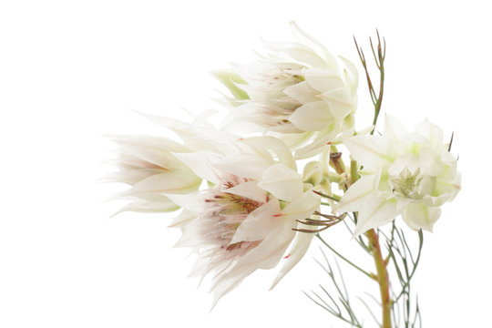 95 件の最適な セルリアの花 画像 ストック写真 ベクター Adobe Stock