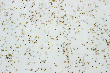 birch seeds on the snow