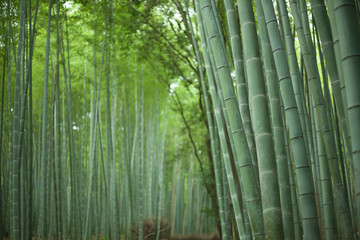 Forêt de bambous japonais, Kyoto