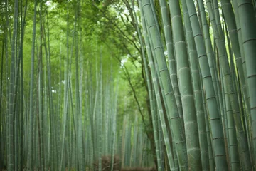 Papier Peint photo Lavable Bambou Forêt de bambous japonais, Kyoto