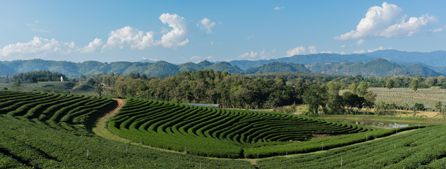 Fototapeta na wymiar Chuifong Tea Plantation, Chiang Rai, Thailand