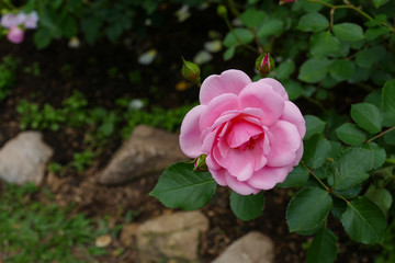 blooming pink rose in the garden