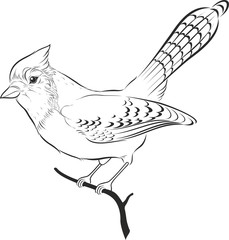 Vector illustration of blue jay silhouette. Bird.