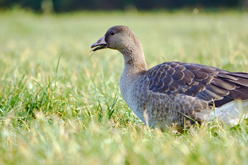 Wild goose on the meadow in Poland.