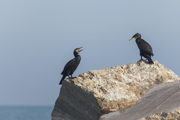 Due cormorani riposano su una scogliera sul mare