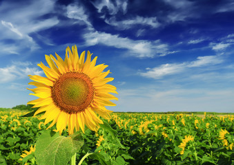 Beautiful sunflower against blue sky