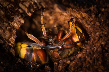 European Hornet (Vespa crabro) ready for winter
