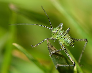Speckled bush-cricket (Leptophyes punctatissima) juvenile

