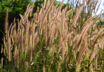 Grass flower