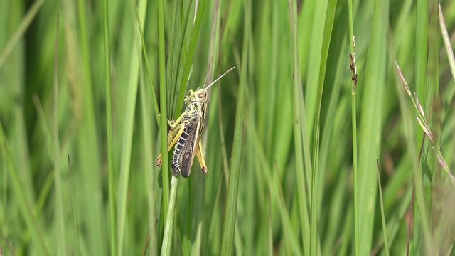 grasshopper in the nature