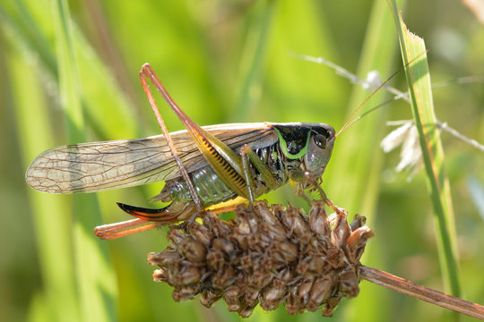 Roesel's bush cricket (Metrioptera roeselii) winged form