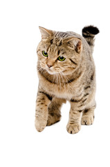 Cat Scottish Straight hunting