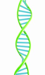 DNA structure model on white