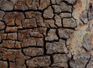 Trees cracked skin