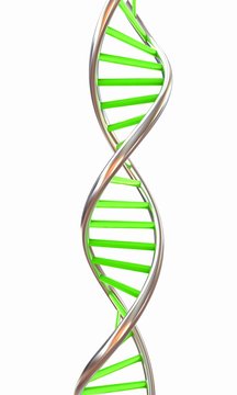 DNA structure model on white