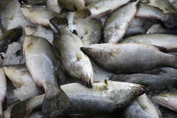 Milk fish in the market