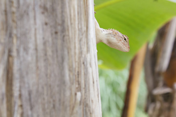 chameleon hidden behind banana tree