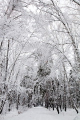 Siberia. Road in snowy forest