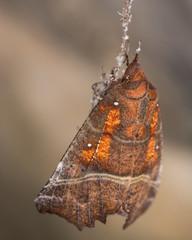 The herald moth (Scoliopteryx libatrix) preparing to hibernate
