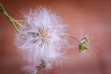 white fluffy dandelion