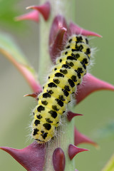 Six-spot burnet (Zygaena filipendulae) caterpillar on rose stem amongst thorns