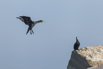 Cormorano in fase di atterraggio su una scogliera